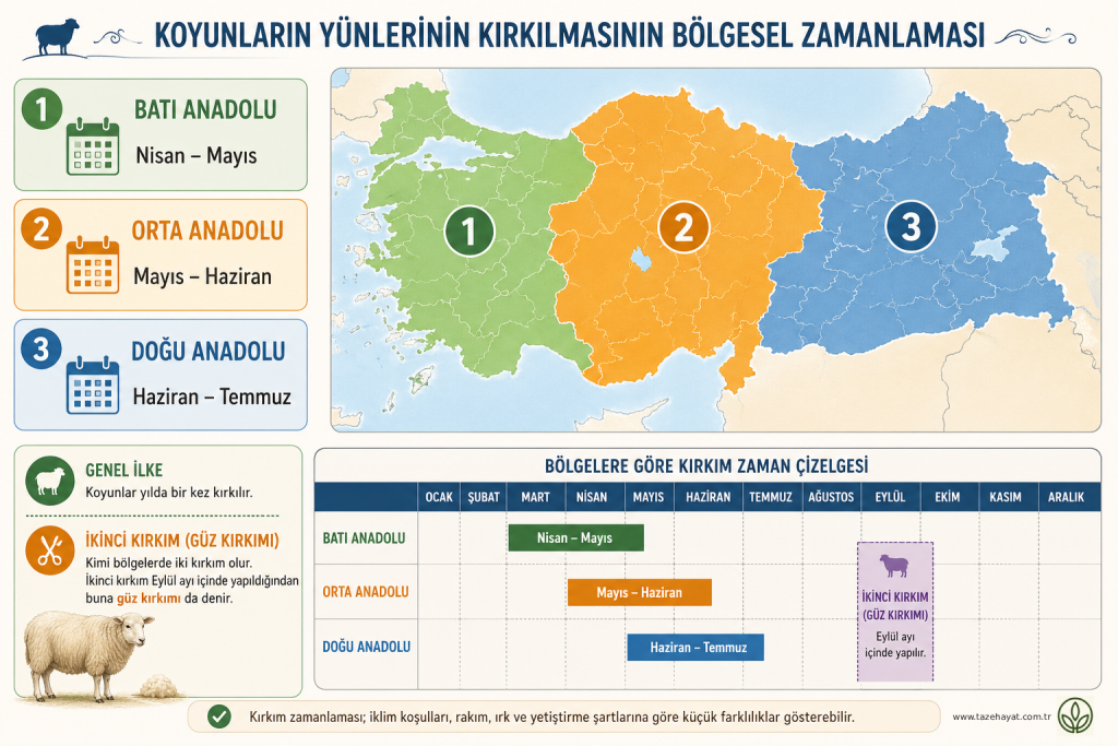 Koyun Kırkım Zamanı