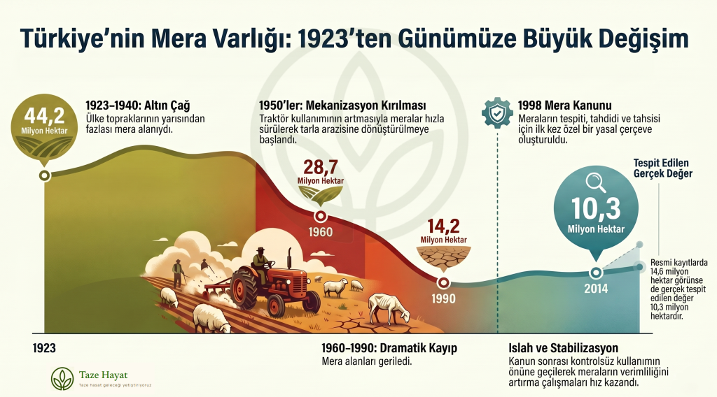 Mera Alanları