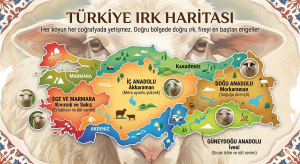 Türkiye Koyun Irkları