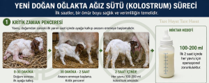Kuzu ve oğlak bakımı