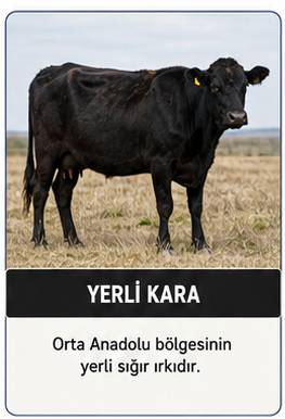 Yerli Kara