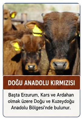 Doğu Anadolu Kırmızısı