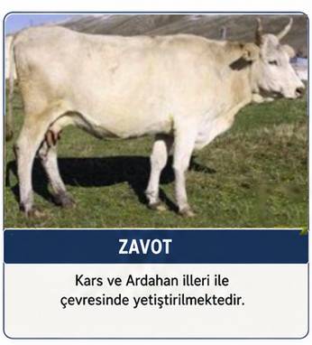 zavot