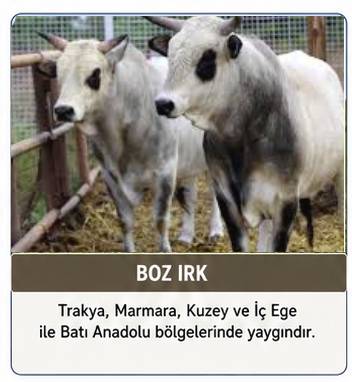 Boz Irk