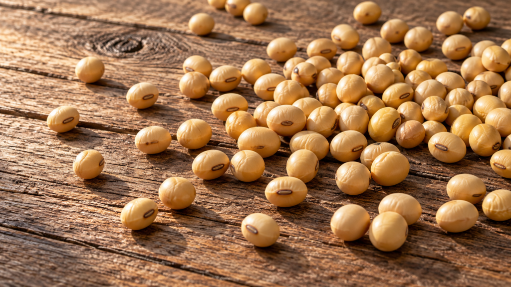 Soya Bitkisi Taneleri