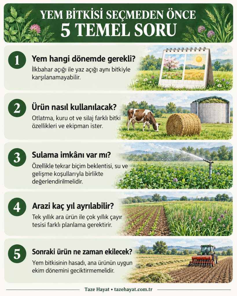 Yem bitkisi seçiminde yem ihtiyacının dönemi, kullanım amacı, sulama imkânı, arazi kullanım süresi ve sonraki ürünün ekim zamanını açıklayan beş soruluk infografik.