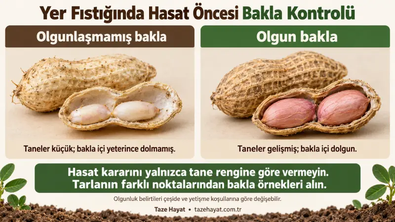 Olgunlaşmamış ve olgun yer fıstığı baklalarında tane gelişimi ve doluluk karşılaştırması.